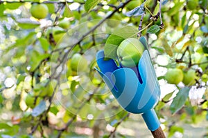 Harvesting apples in the garden by a fruit picker.