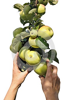 Harvesting apples with hands from a tree branch isolated