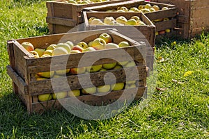 Harvesting apples. Old wooden crates filled with juicy ripe apples stand on the grass in a sunny orchard