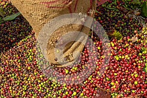 After harvesting, the Arabica coffee berries dry in the sun on the farm plantations on the Western Ghats of Kerala, India