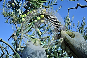 harvesting arbequina olives in an olive grove in Catalonia, Spain photo