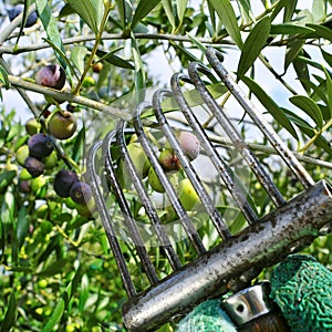 harvesting arbequina olives in an olive grove in Catalonia, Spain