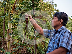 Harvesting Asparagus bean, yardlong or Chinese long bean with nature background of house fence