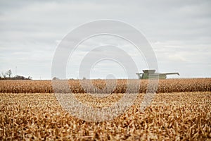 Harvesting the autumn maize crop