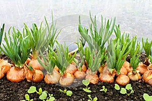 Harvesting background with onion bulb, closeup. Onion plants row growing on field, close up. Onions harvest in summer
