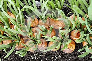 Harvesting background with onion bulb, closeup. Onion plants row growing on field, close up. Onions harvest in summer