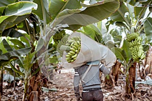 Harvesting on the banana plantation