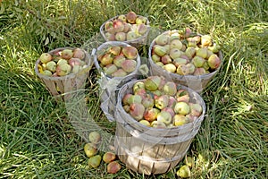 Pear Harvest photo
