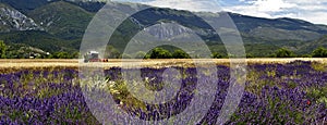 Harvesting Barley amoungst Lavender Fields