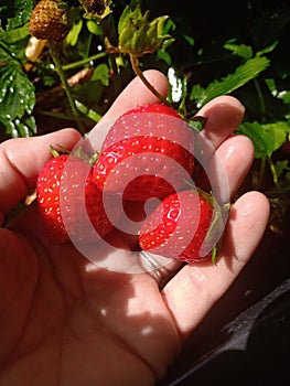 Harvesting beautiful red strawberries - three berries in a hand