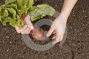 Harvesting Beets