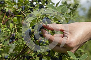 Harvesting berries. Woman`s hand harvest blue honeysuckle