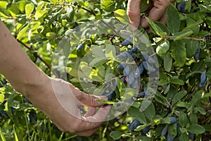 Harvesting berries. Woman`s hand harvest blue honeysuckle