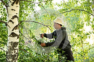 Harvesting birch brooms for the bath on a summer day. Health