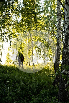 Harvesting birch brooms for the bath on a summer day. Health