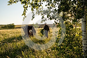 Harvesting birch brooms for the bath on a summer day. Health