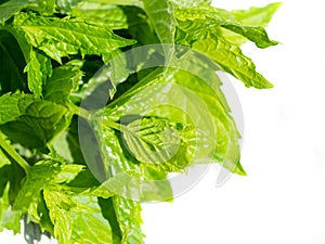 Harvesting bunch of fresh mint leaves in the garden