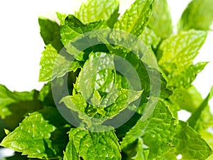 Harvesting bunch of fresh mint leaves in the garden