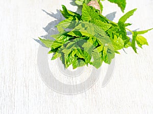 Harvesting bunch of fresh mint leaves in the garden