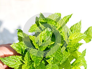 Harvesting bunch of fresh mint leaves in the garden