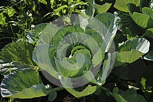 Harvesting cabbage. in the hands of white cabbage