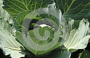 Harvesting cabbage. in the hands of white cabbage