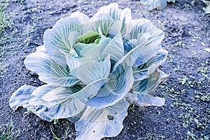 Harvesting cabbage. in the hands of white cabbage