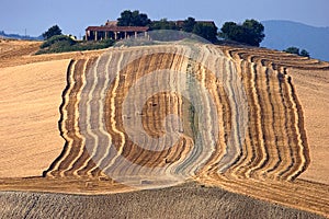 harvesting in Calvignano Italy photo