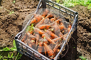 Harvesting carrot on the field. Growing organic vegetables. Freshly harvested carrots. Summer harvest. Agriculture. Farming. Agro-