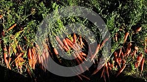Harvesting carrots in the garden on late summer weekend. Organic farm food harvest concept. Fresh vegetables.