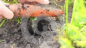 Harvesting carrots. A man pulls out a large carrot from the ground.