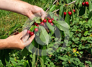 Harvesting cherries. Hands of a man plucking ripe cherries from a branch