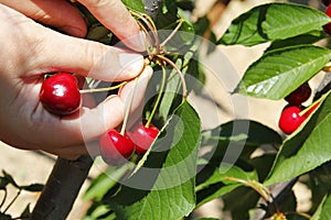 Harvesting cherries