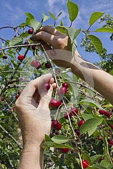 Harvesting of cherries from a tree in a garden