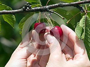 Harvesting cherry