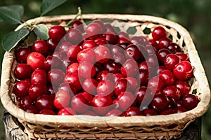 Harvesting cherry berries in the summer garden. Ripe cherries in a basket on the lawn grass