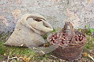 Harvesting chestnuts
