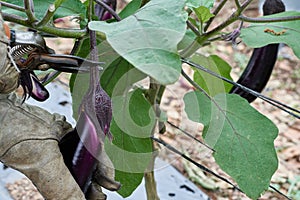 harvesting chinesse eggplant