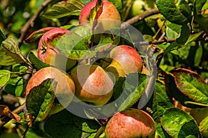 Harvesting. Closeup of ripe sweet apples on tree branches in green foliage of summer orchard