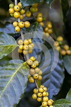 harvesting coffee berries by agriculture. Coffee beans ripening on the tree in North of Thailand