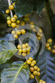 harvesting coffee berries by agriculture. Coffee beans ripening on the tree in North of Thailand