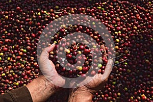 Harvesting COFFEE IN INDONESIA