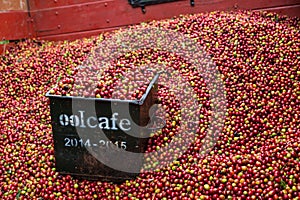 Harvesting coffee from a small plantation on the slopes of the Poas volcano, Costa Rica.