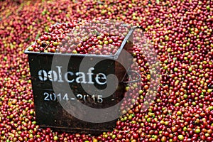 Harvesting coffee from a small plantation on the slopes of the Poas volcano, Costa Rica.