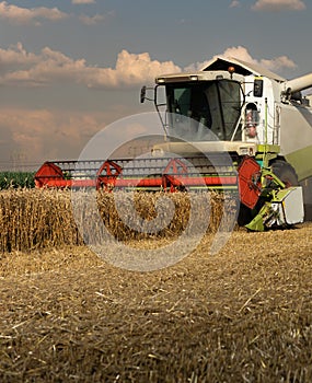 Harvesting combine in the wheat