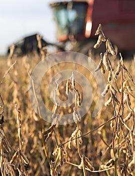 Harvesting combine in the wheat photo