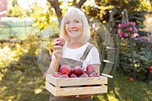 Harvesting concept. Happy senior woman picking fresh red apple into wooden box on her own garden, copy space
