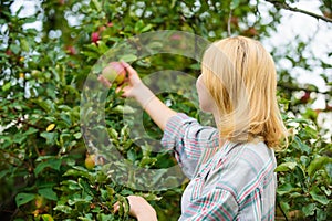 Harvesting concept. Woman hold ripe apple tree background. Farm producing organic eco friendly natural product. Girl