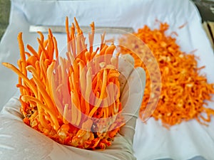 Harvesting Cordyceps Militaris in sterile rooms