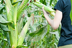 Harvesting corn